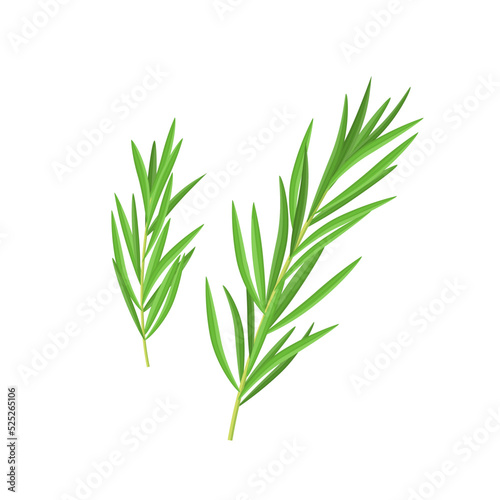 Tarragon or estragon branch with leaves, vector illustration on white background