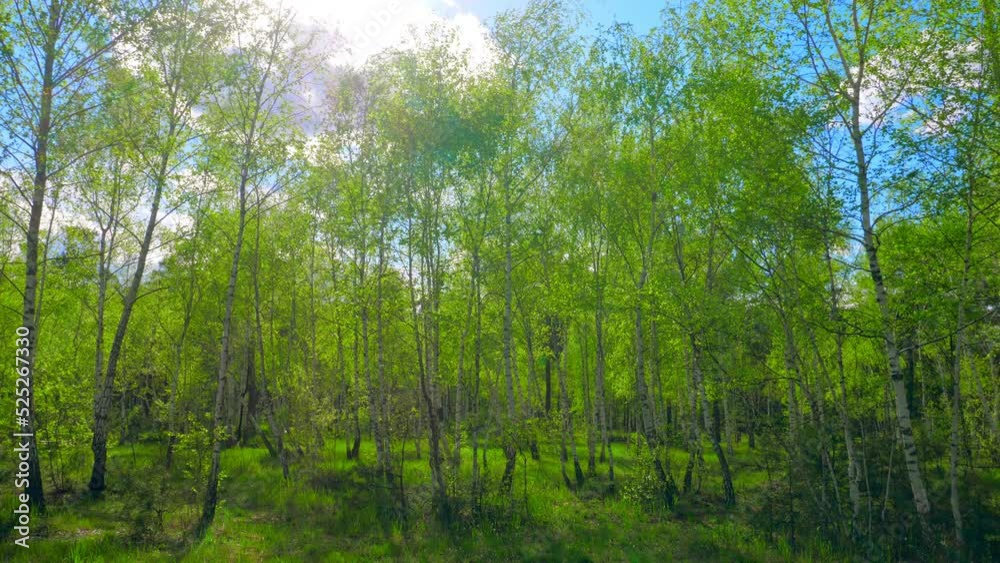 Green tree plant nature sun sky clouds grass beautiful view wind Green tree plant nature sun sky clouds grass beautiful view wind