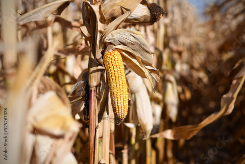 Yellow corn cob inside rows of dried brown corn in agricultural field during harvest time. Selective focus.