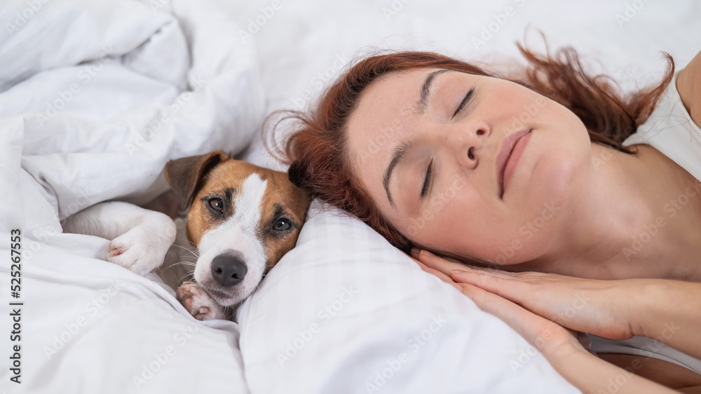 Jack Russell Terrier dog lies with the owner in bed. 