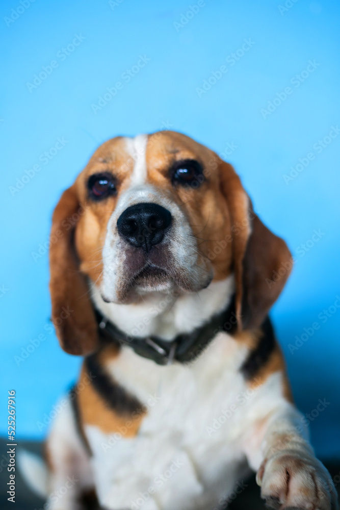 This is a beagle dog. doing greetings and invitations
