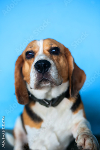 This is a beagle dog. doing greetings and invitations © PayonGrahy