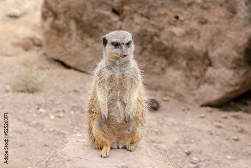 The meerkat, also called suricates or outdated Scharrtier, is a species of mammal from the mongoose family © rebaixfotografie