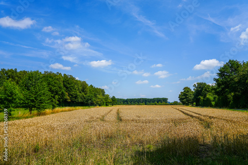 Mühlenstrang nature reserve near Schwerte. Green landscape with fields and meadows. 