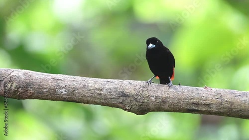 Scarlet Rumped Tanager (ramphocelus passerinii), Costa Rica Tropical Bird, Wildlife and Rainforest Birdlife, Birdwatching in Boca Tapada, Beautiful Exotic Nature Central America photo