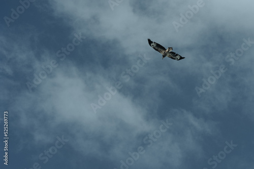 Sea eagle against cloudy sky