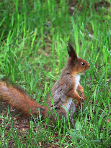 Squirrel in grass