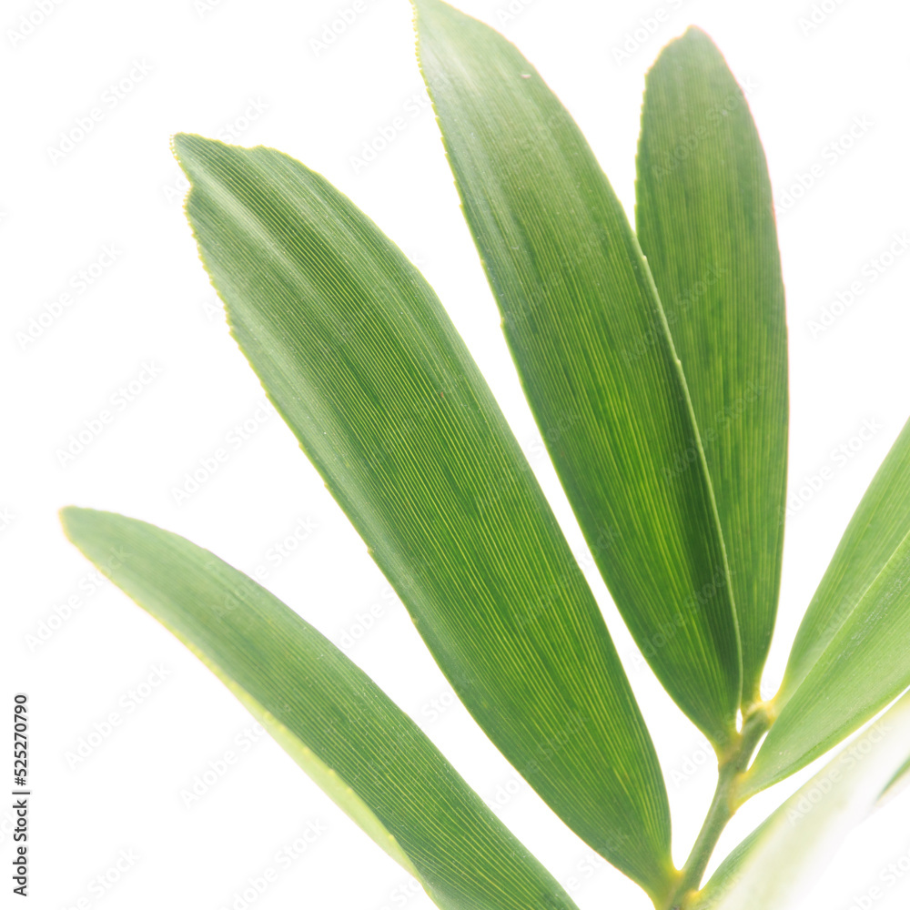 Obraz premium 多肉植物、ザミア・プミラの葉【白背景】