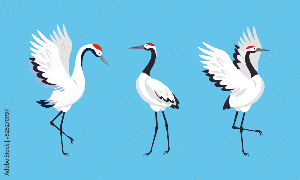 Fototapeta Elegant crane birds set. White stork, egret, heron standing and dancin vector illustration