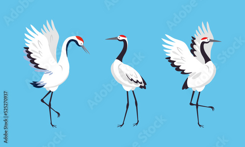 Elegant crane birds set. White stork, egret, heron standing and dancin vector illustration
