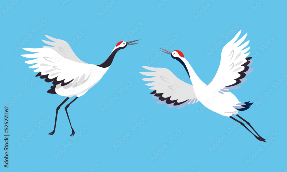 Japanese crane birds. White stork, egret, heron flying and dancing vector illustration