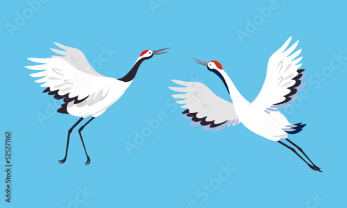 Japanese crane birds. White stork, egret, heron flying and dancing vector illustration