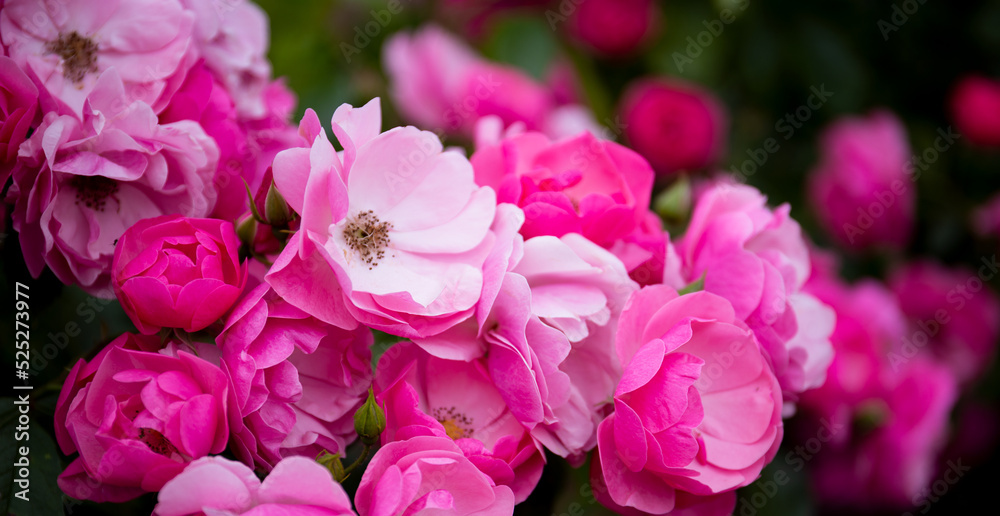 Garden pink roses in the garden close-up, web banner with free space for text