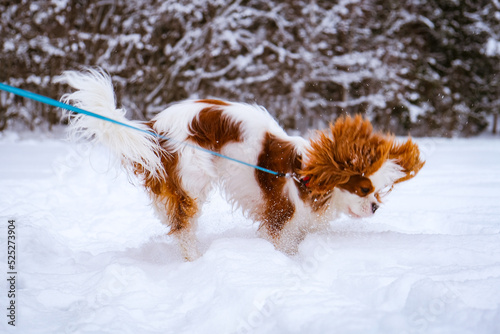 dog in snow © Jelena