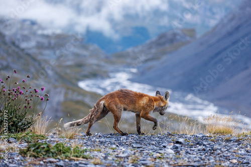red fox walking on Gemmi Pass in Valais