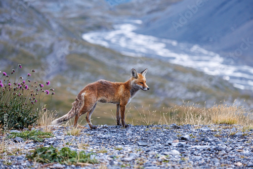 red fox on Gemmi Pass in Valais