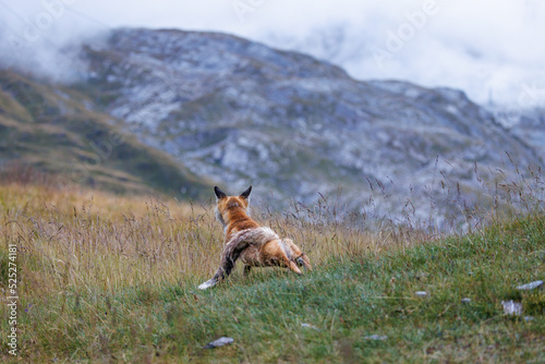Fototapeta Naklejka Na Ścianę i Meble -  red fox stretching on Gemmi Pass in Valais