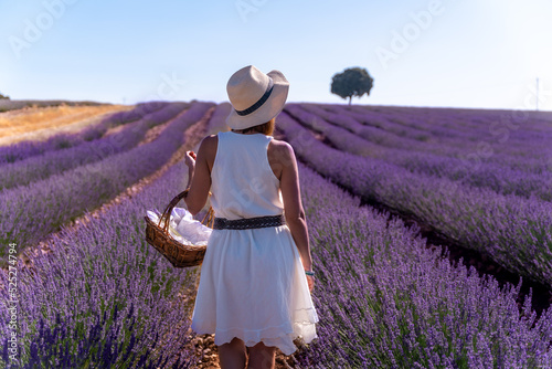 Fototapeta Naklejka Na Ścianę i Meble -  A woman in a white dress in a summer lavender field, Brihuega. Guadalajara