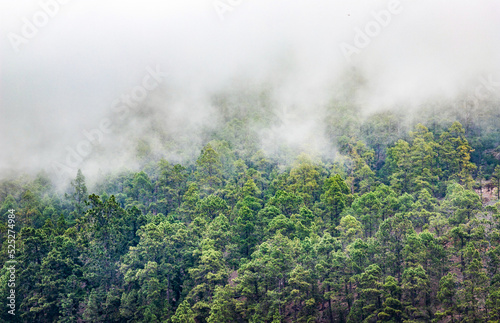 nature background misty pine trees © Melinda Nagy