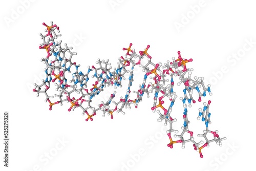 Solution-state structure of dna dodecamer duplex containing a cis-syn thymine cyclobutane dimer. Molecular model. Rendering based on protein data bank entry 1ttd. 3d illustration photo