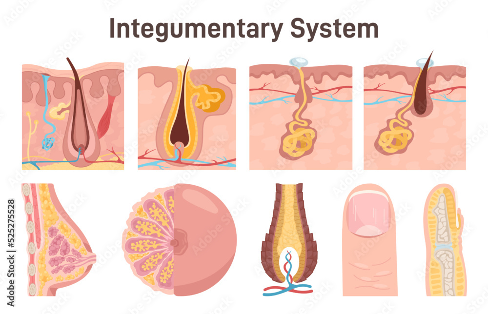 Pink Integumentary System Integumentary System Hair