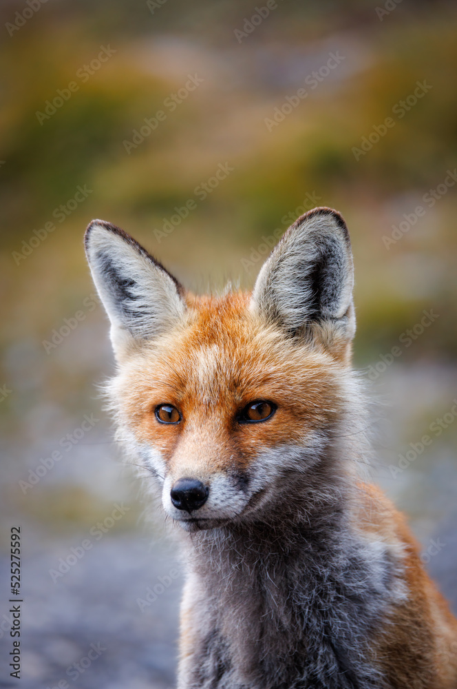 Obraz premium portrait of a red fox near an alpine hut