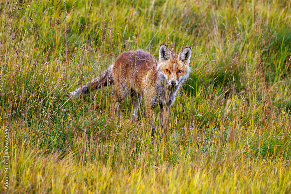 beautiful red fox (vulpes vulpes) in high alpine grass in Valais beautiful red fox (vulpes vulpes) in high alpine grass in Valais