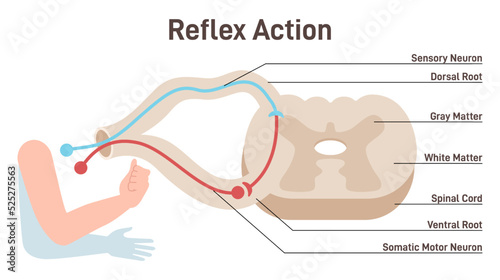 Reflex Arc anatomical scheme. Stimulus pathway in the spinal cord