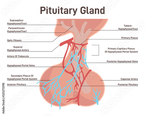 Pituitary gland anatomy. Human endocrine system, brain and hypothalamus