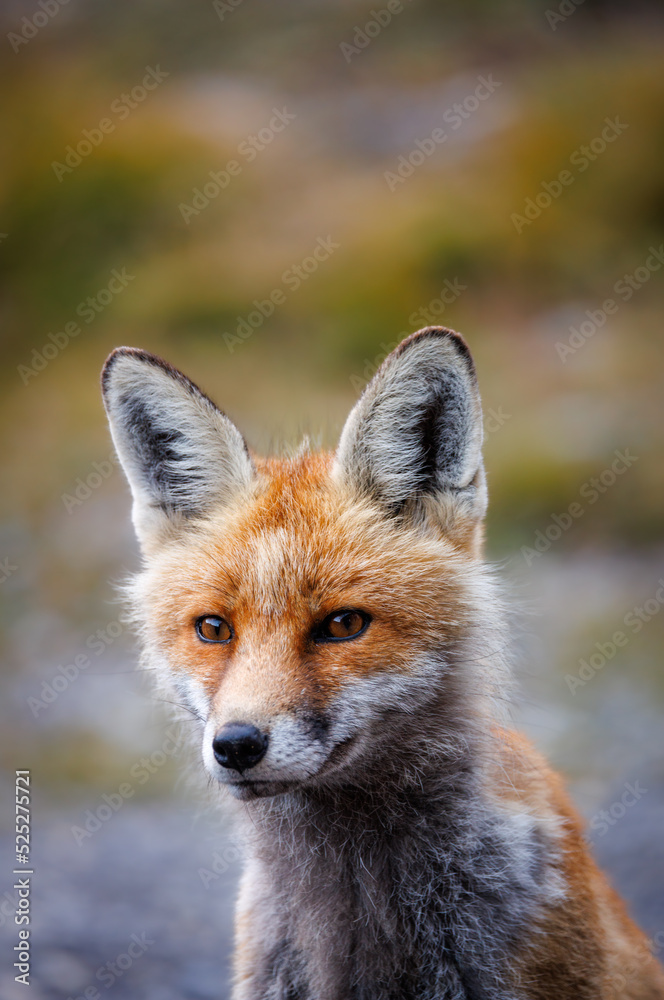 Obraz premium portrait of a red fox near an alpine hut