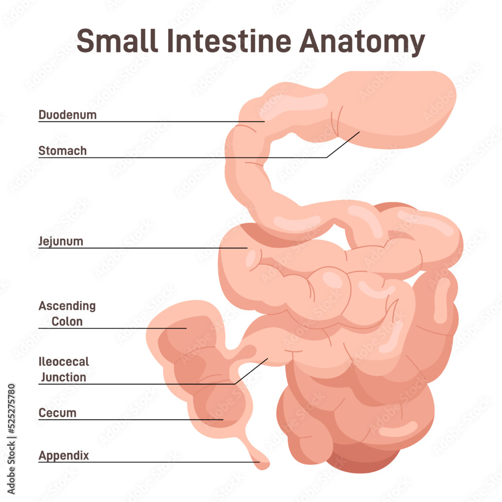 Small intestine anatomy. Organ digesting food from the stomach Stock
