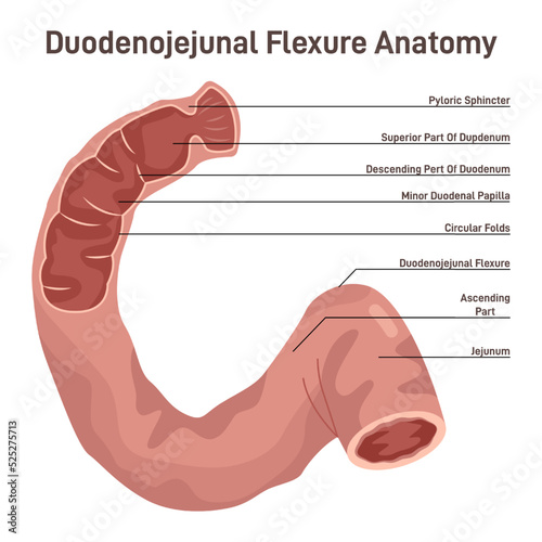 Duodenum anatomy. Intestine connecting the stomach to the middle part