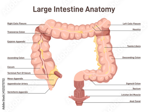 Print op canvas Large intestine anatomy
