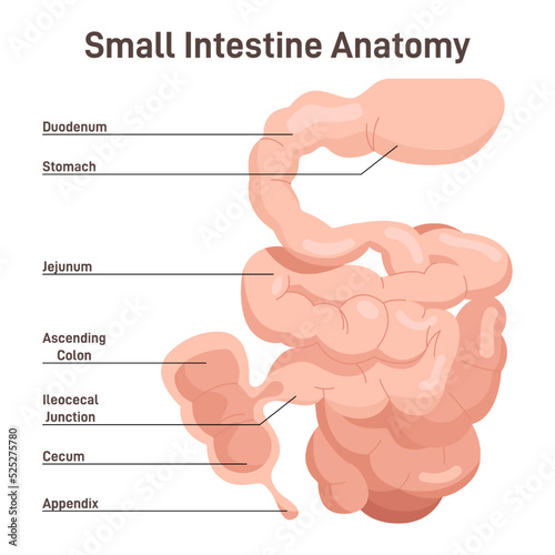 Small intestine anatomy. Organ digesting food from the stomach