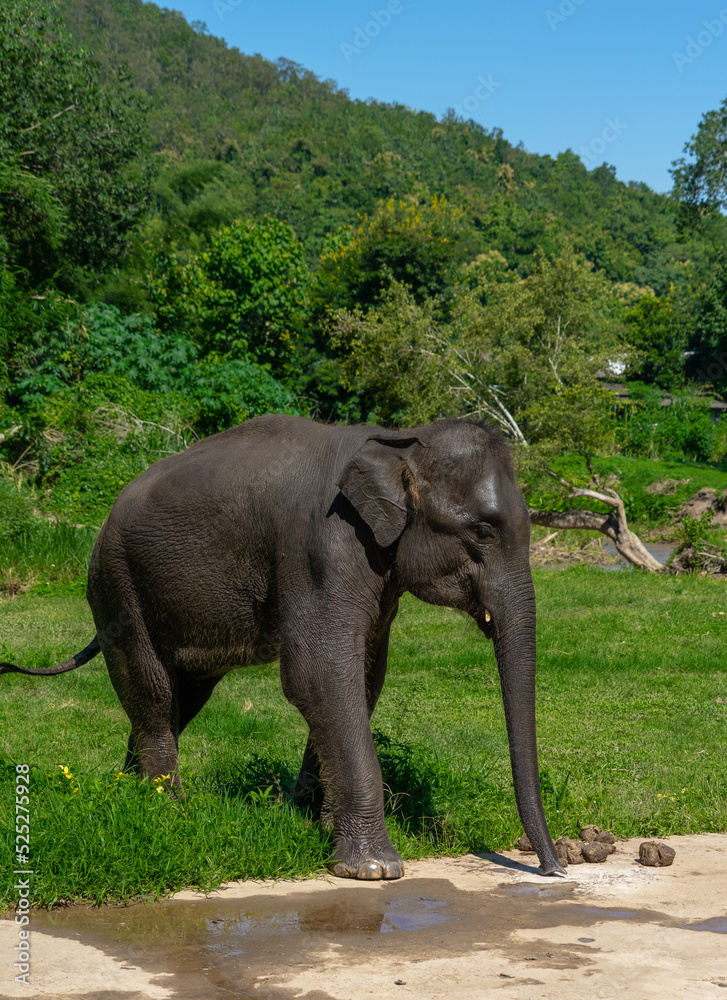 Obraz premium Elephants in the jungle. National Park where these mammals are found.