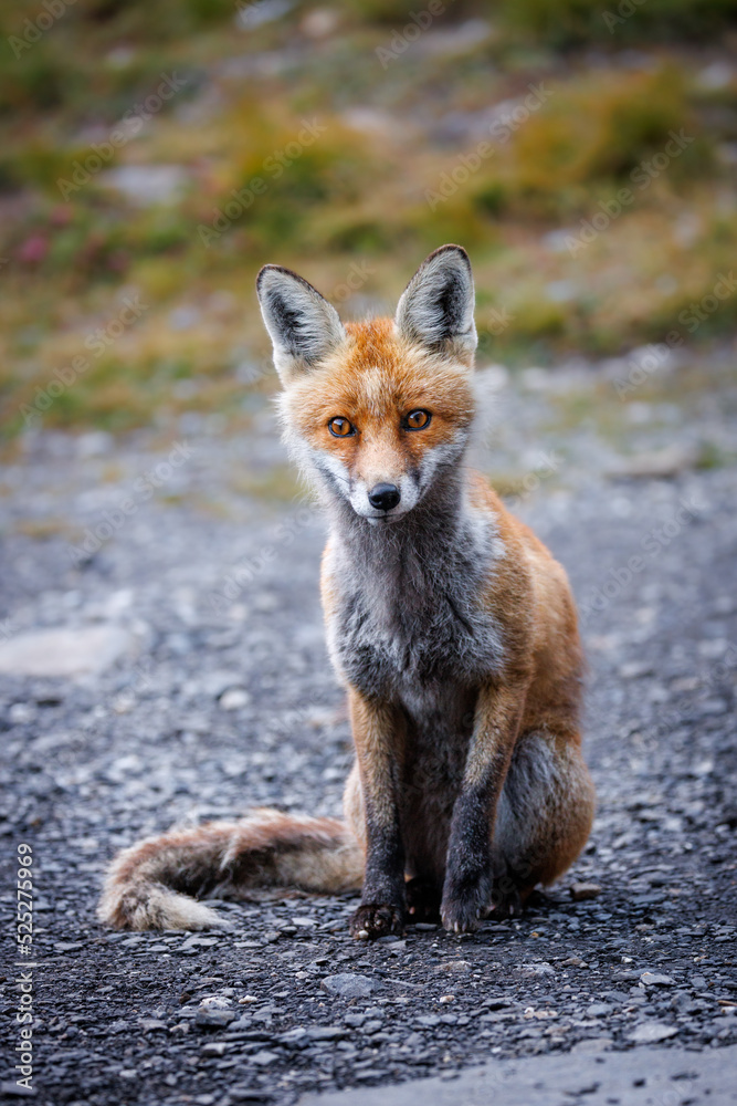 beautiful red fox (vulpes vulpes) sitting and looing at camera in Valais