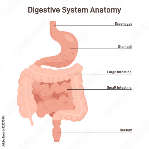Human digestive system. Abdominal internal organs and stages