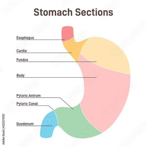 Stomach sections. The cardia, the fundus, the body, the antrum, photo
