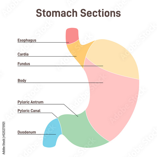 Stomach sections. The cardia, the fundus, the body, the antrum,