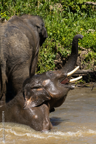 Elephants in the jungle bathing in the river. Mammals