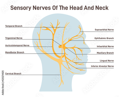 Sensory nerves of the head and neck. Neural coverage of human head photo