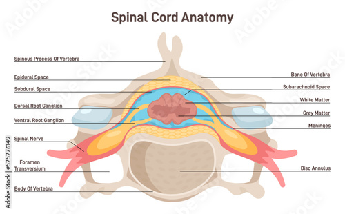 Spinal cord anatomy. Vertebra cross section anatomical structure.
