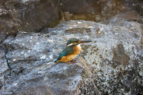 Common Kingfisher standing on Sea Rock at Mersa Matruh, Egypt photo