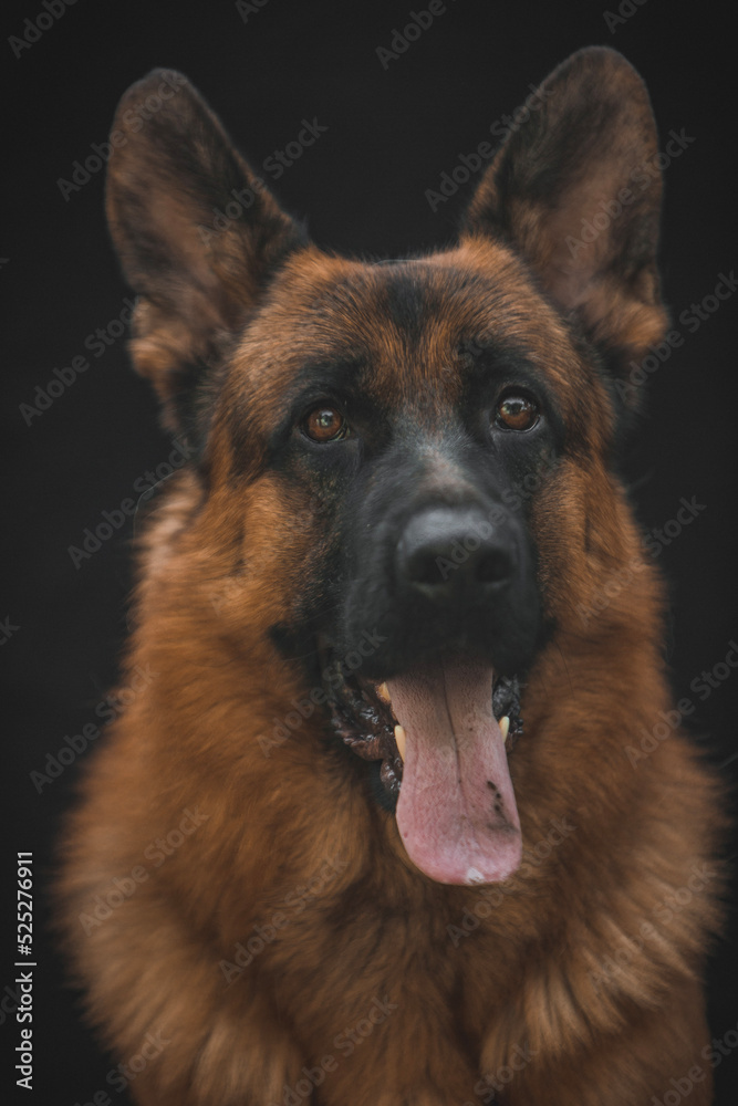german shepherd portrait on black background german shepherd portrait on black background