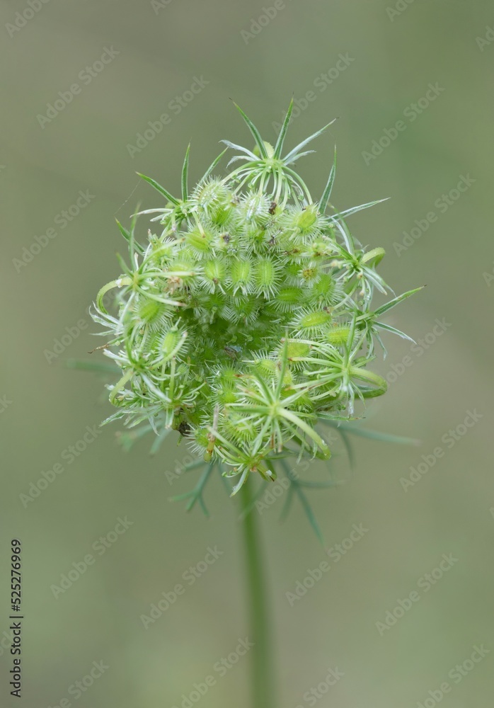 close up of a plant