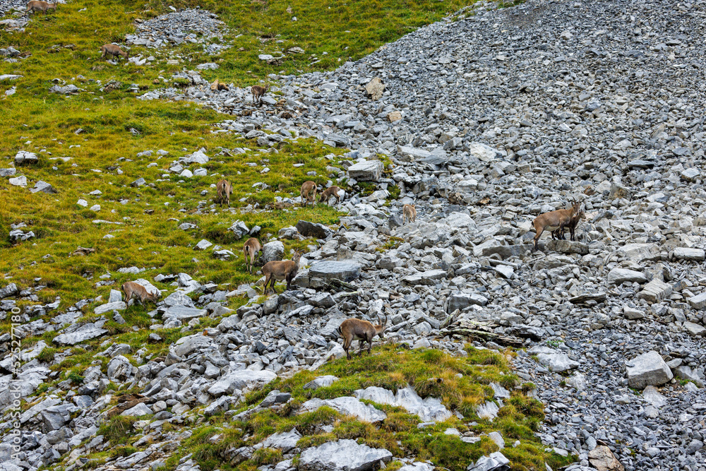 Fototapeta premium ibex herd in the swiss alps