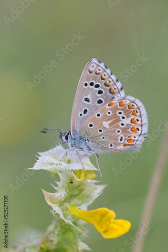 Meadow blue butterfly sitting on a flower © venars.original