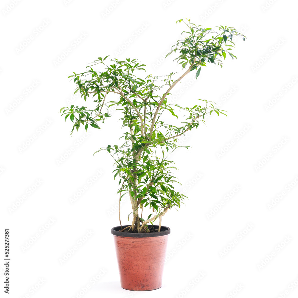 観葉植物、シェフレラ・コンパクタの鉢植え【白背景】 観葉植物、シェフレラ・コンパクタの鉢植え【白背景】