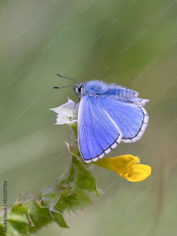 Meadow blue butterfly sitting on a flower Meadow blue butterfly sitting on a flower
