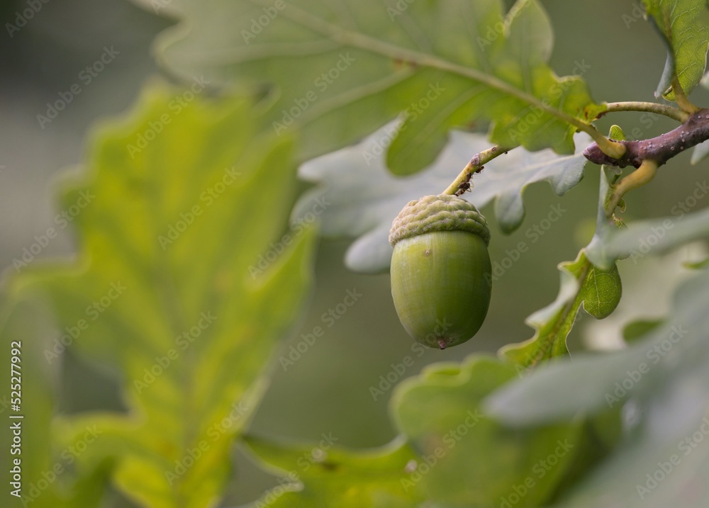 Acorn (technically glans) is a non-popping dry fruit, characteristic of oak and lithocarpus from the beech family. Acorns are composed of a nut and a cup. Acorn (technically glans) is a non-popping dry fruit, characteristic of oak and lithocarpus from the beech family. Acorns are composed of a nut and a cup.